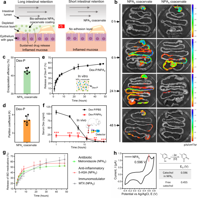Fig. 3: NPA2 coacervate demonstrates prolonged retention and mediates sustained drug release in the GI tract.