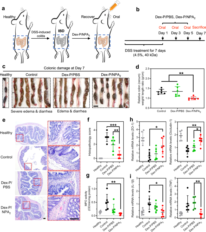 Fig. 4: Dex-P-laden NPA2 coacervate demonstrates enhanced therapeutic efficacy in a rat model of DSS-induced colitis.