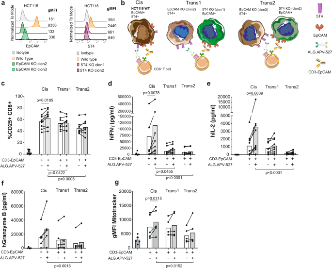 Fig. 3: Bispecific antibodies provide cis or trans CD137-costimulation using 5T4+ EpCAM+ tumor cells or variants alternatively silenced for 5T4 or EpCAM.