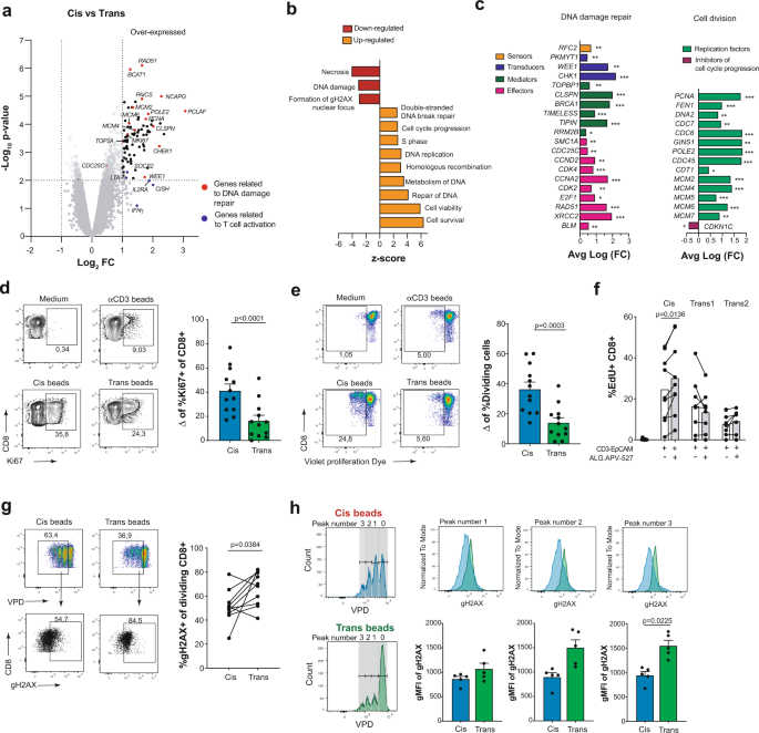 Fig. 5: Transcriptomic differences of cis versus trans CD137 costimulation have implications in T cell proliferation and DNA repair.