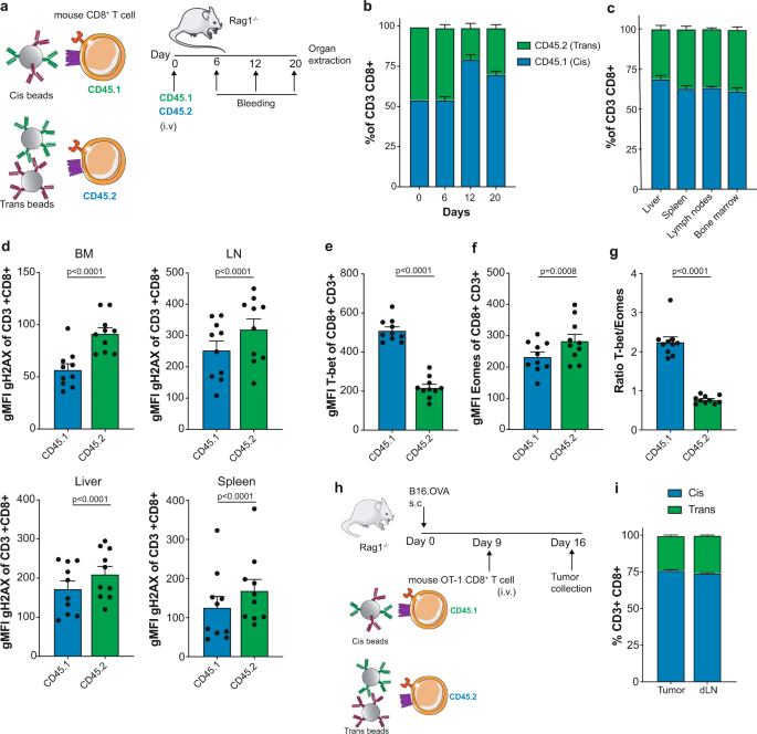 Fig. 6: In vivo consequences of cis versus trans CD137 costimulation.