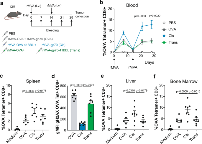 Fig. 7: MVA vector immunizations providing CD137L costimulation in cis are superior at priming and boosting anti-OVA CTLs.
