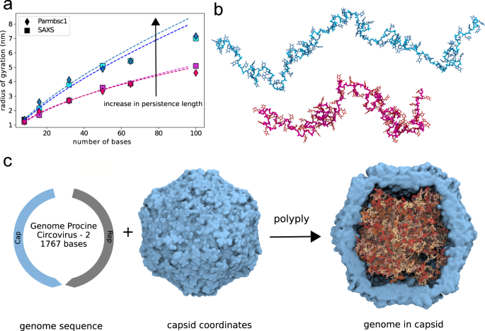 Fig. 4: Single-stranded DNA test case.