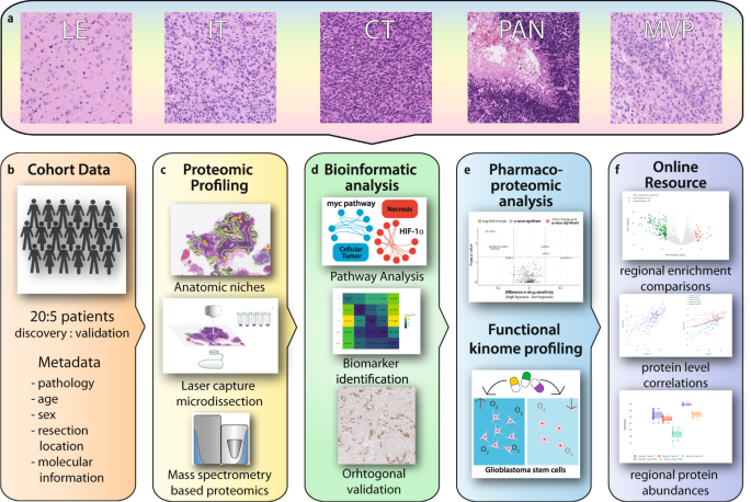 Fig. 1: Schematic overview detailing data generation, analysis and presentation.