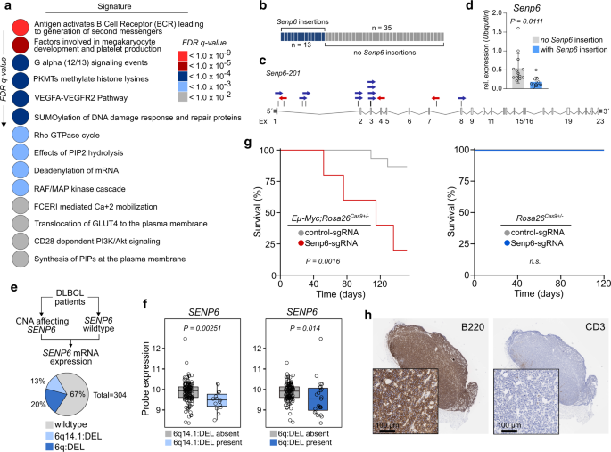 Fig. 2: SENP6 is a tumor suppressor of B-cell lymphomagenesis and is recurrently deleted in human DLBCL.
