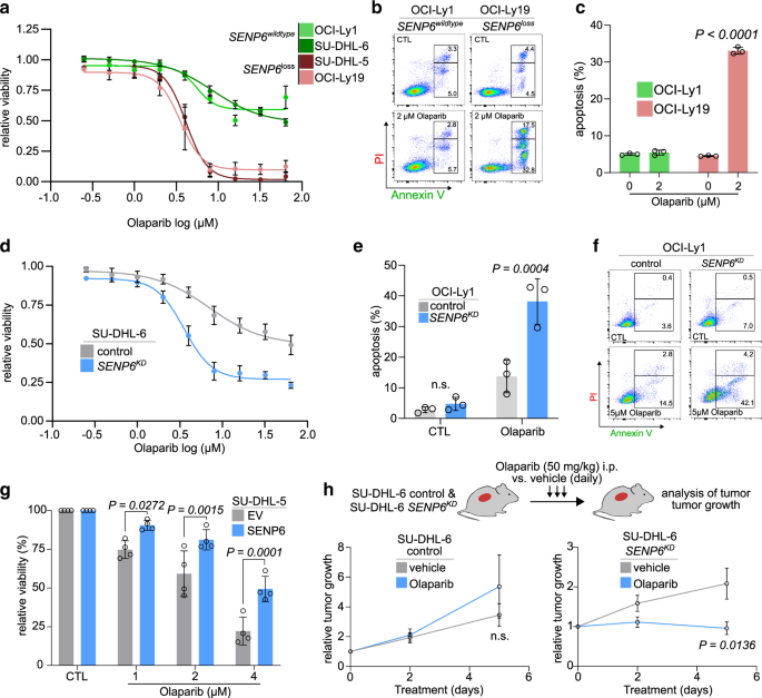 Fig. 7: SENP6 deficiency drives synthetic lethality to PARP inhibition.