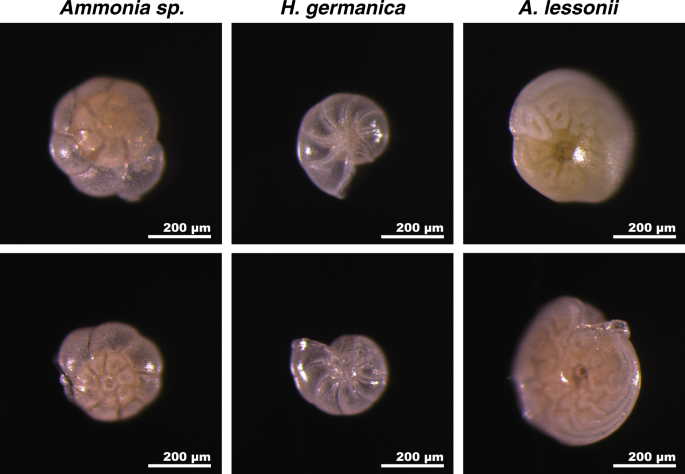 Fig. 1: Appearance of tests before and after incubation.