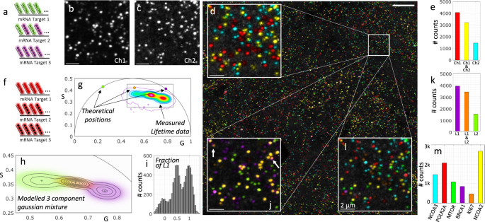 Fig. 3: Working example of combinatorial labelling of three mRNA targets with two probes.