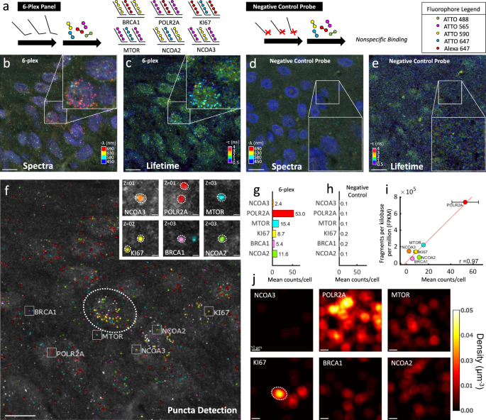 Fig. 5: Multiplexed mRNA detection in epidermis region of human skin melanoma FFPE tissue.