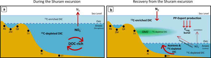 Fig. 4: Schematic diagram showing the biogeochemical evolution of the late Ediacaran ocean.