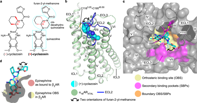 Fig. 1: Structure of α1BARXTAL bound to (+)-cyclazosin and overview of the ligand-binding site.