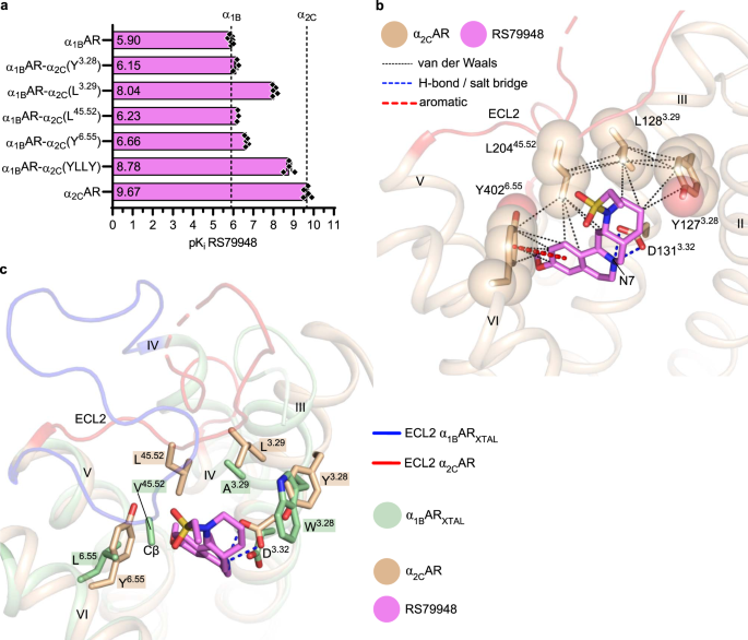 Fig. 4: Molecular determinants and structural basis for the selective binding of RS79948 to α2CAR over α1BAR.
