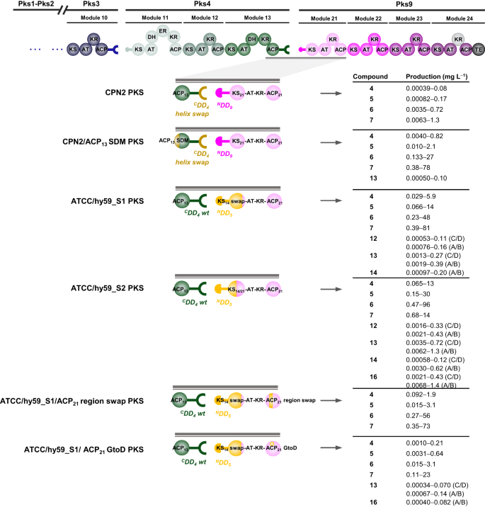 Fig. 4: Engineering of functional mini-stambomycin PKSs.