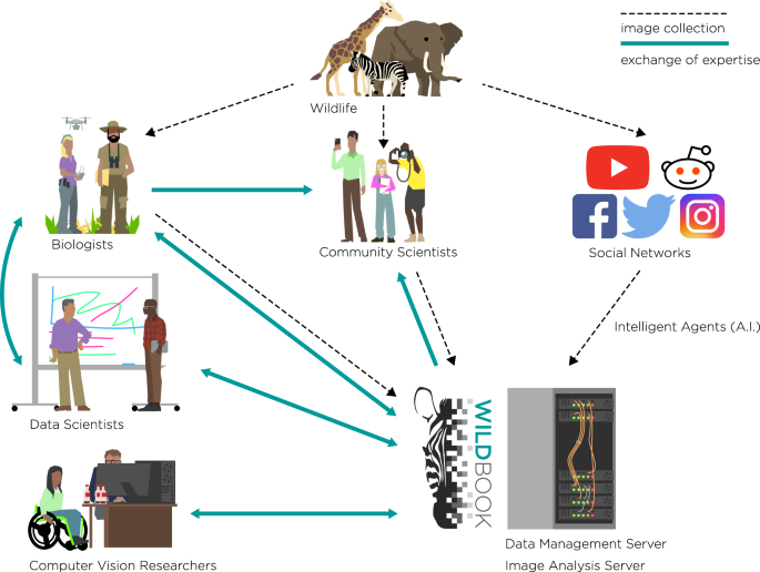 Perspectives in machine learning for wildlife conservation | Nature  Communications