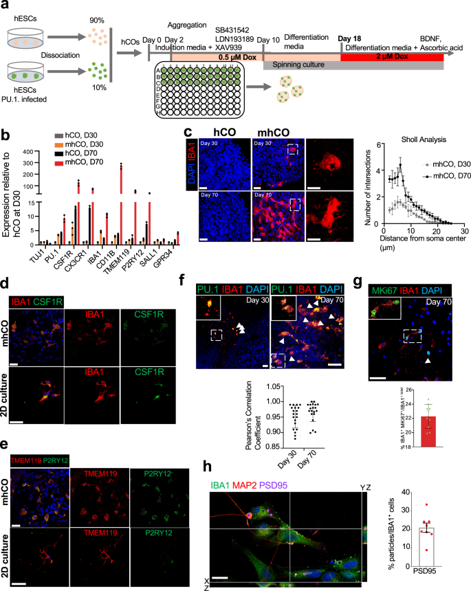 Fig. 1: Characterization of microglia-like cells in mhCOs.