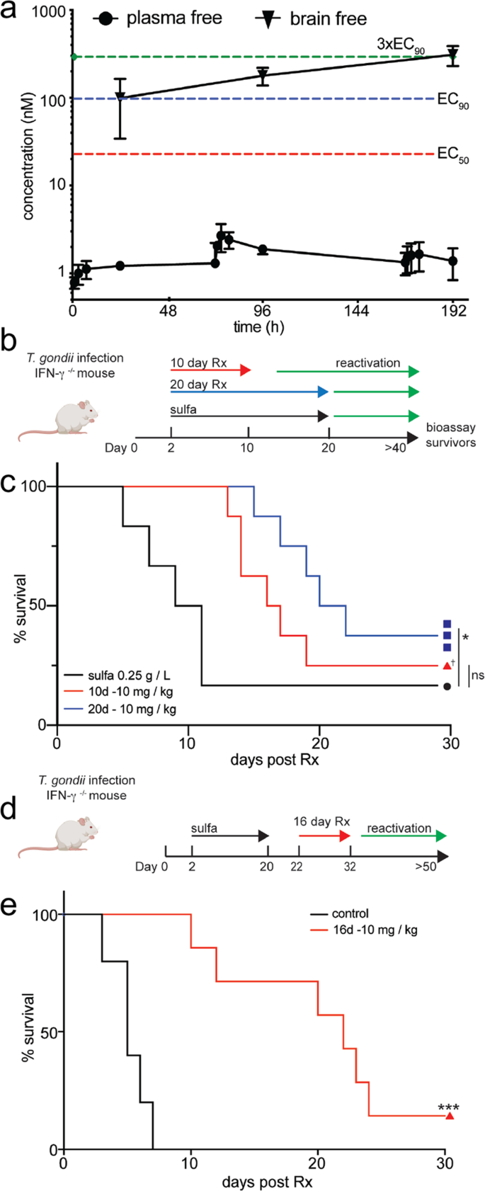 Fig. 6: BRD7929 accumulates in the brain and protects Ifngr1−/− mice from oral challenge with tissue cysts and prevents establishment of chronic infection.