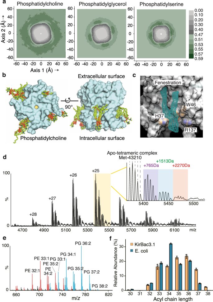 Fig. 4: Anionic phospholipids bind tightly and specifically to the pore.