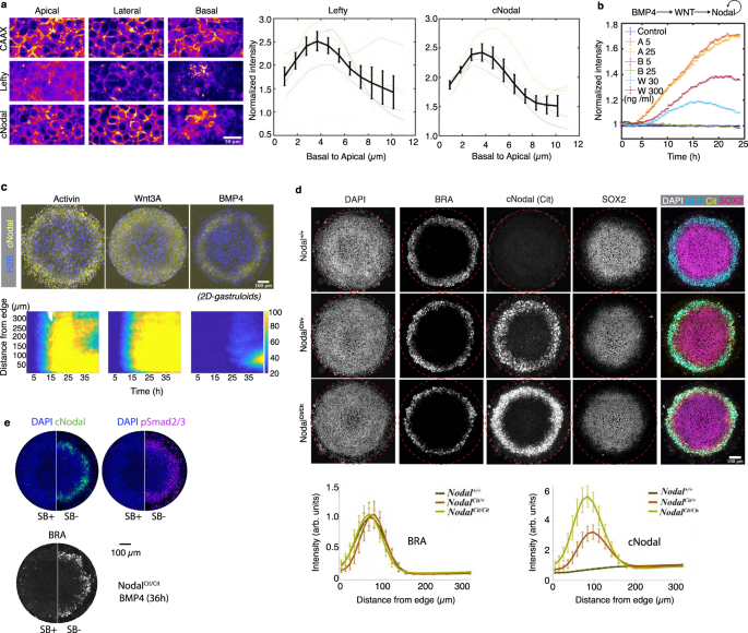 Fig. 1: Visualization of a fully functional endogenous Nodal protein in hESCs and 2D-gastruloids.