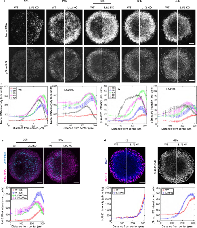 Fig. 5: Lefty is needed to slow the spread of Nodal.