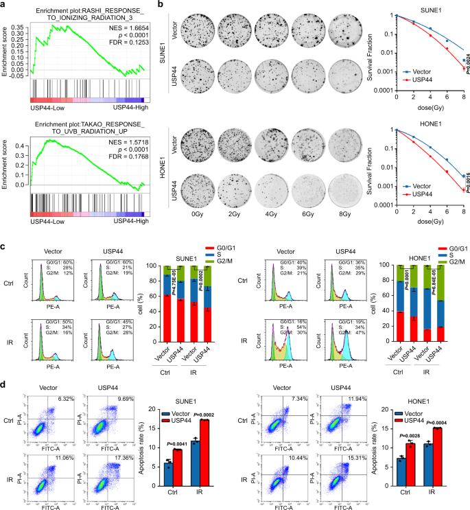 Fig. 2: USP44 enhances the radiosensitivity of NPC cells in vitro.