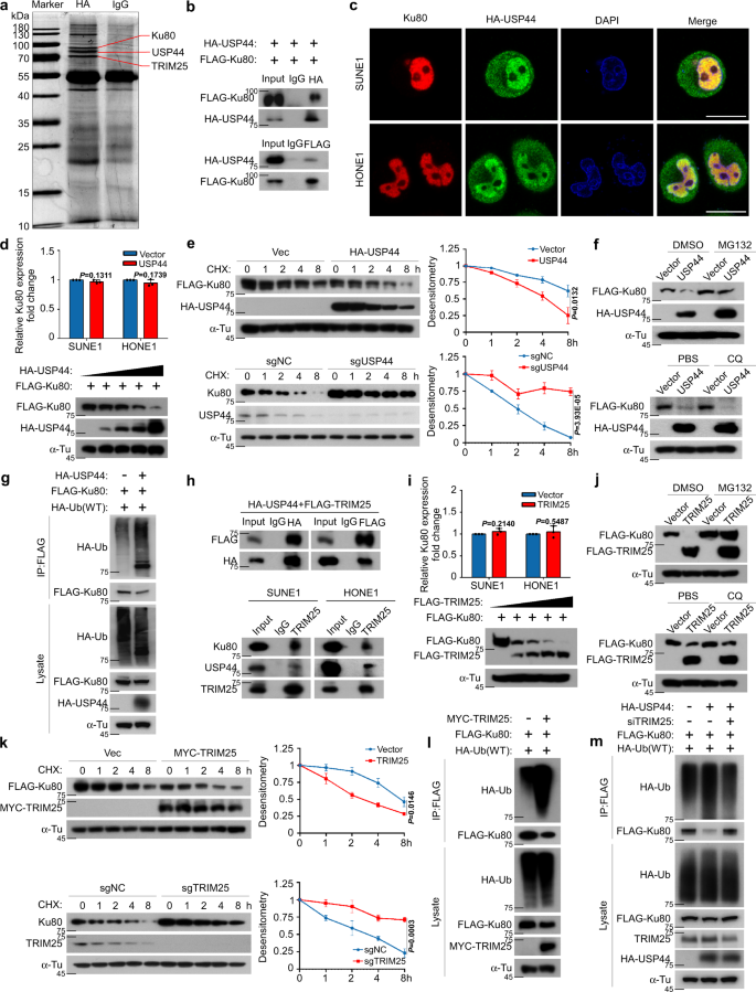 Fig. 3: USP44 ubiquitinates and degrades Ku80 by recruiting TRIM25.