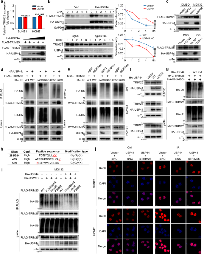 Fig. 4: USP44 deubiquitinates and stabilises TRIM25 to promote Ku80 ubiquitination.