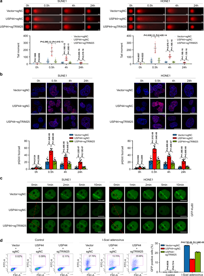 Fig. 5: USP44-TRIM25 increases DSBs by impeding Ku80 recruitment.
