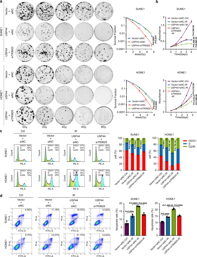 Fig. 6: Knockdown of TRIM25 reverses the radiosensitizing effect of USP44 in vitro.