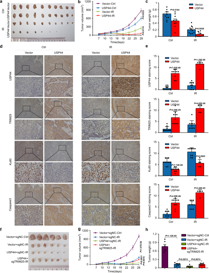 Fig. 7: USP44 promotes the radiosensitivity of NPC cells in vivo.
