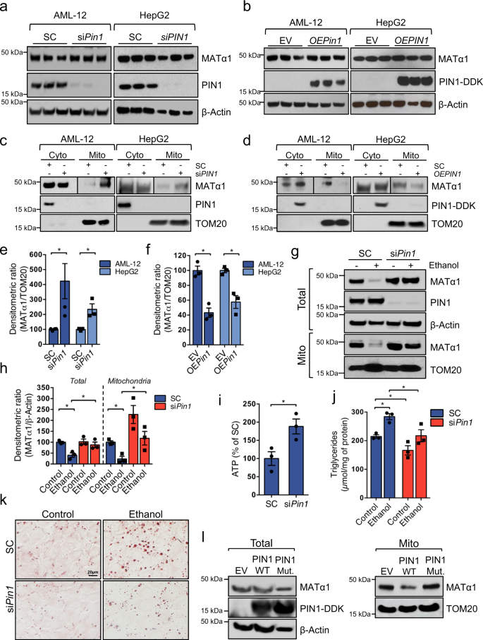Fig. 3: PIN1 negatively regulates MATα1 mitochondrial targeting.