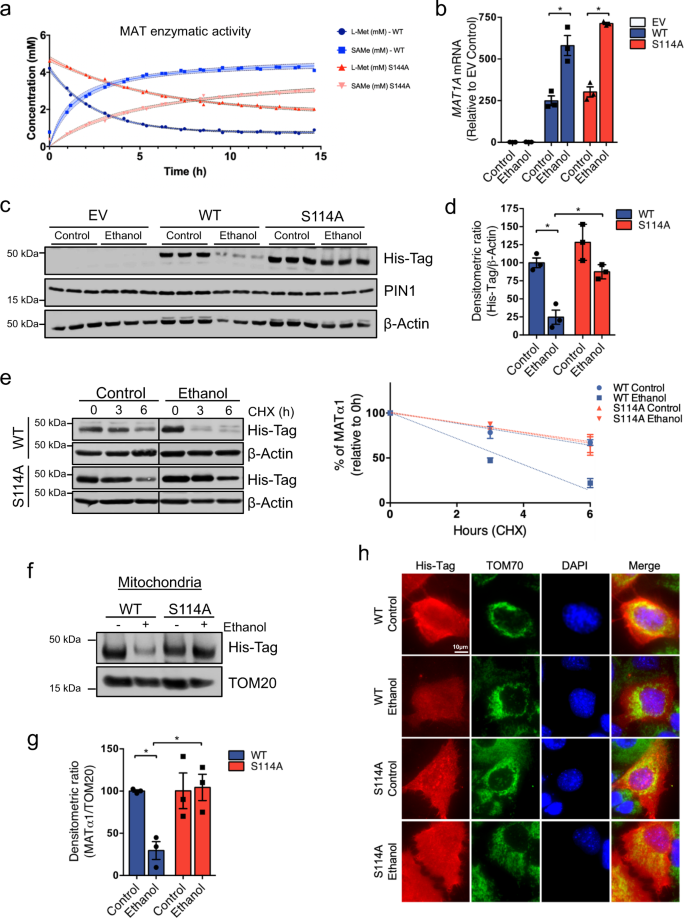 Fig. 5: Blocking the interaction with PIN1 protects MATα1 against alcohol-induced downregulation.