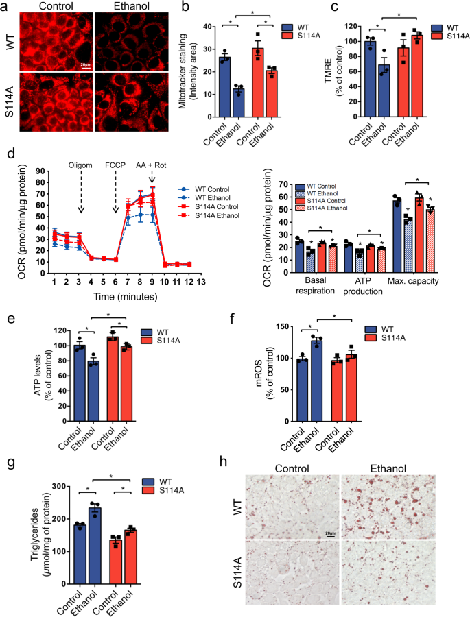 Fig. 6: Blocking PIN1-MATα1 interaction protects against alcohol-induced mitochondrial injury by increasing MATα1 mitochondrial content.
