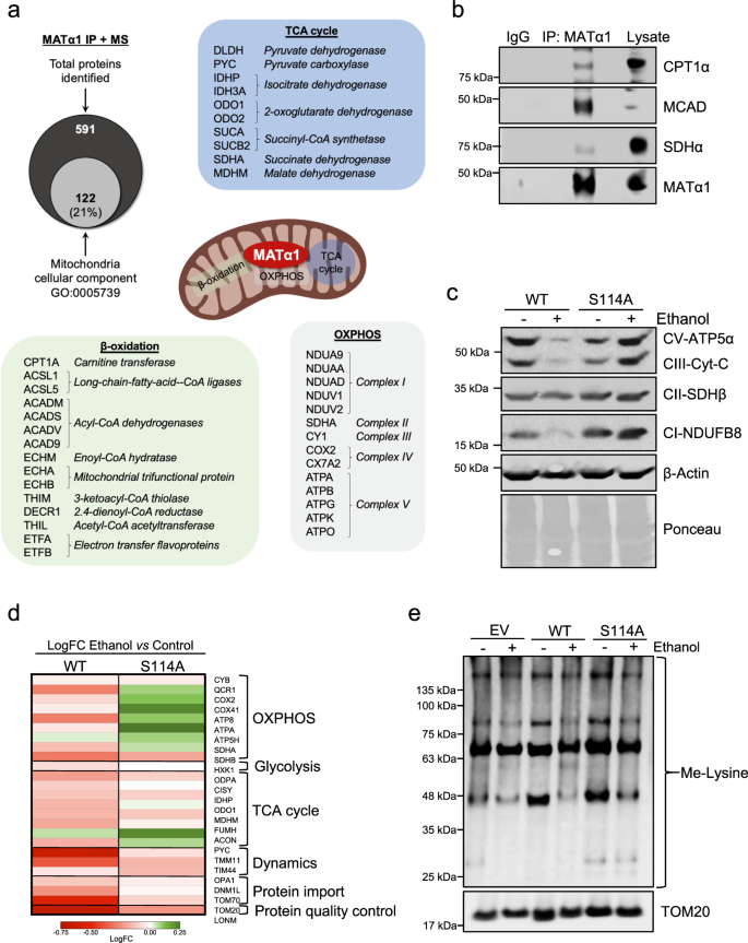 Fig. 8: Mitochondrial MATα1 protects mitochondrial proteome against ethanol-induced degradation.