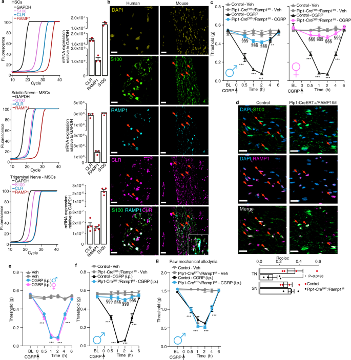 Fig. 1: Schwann cell RAMP1 mediates PMA evoked by CGRP.