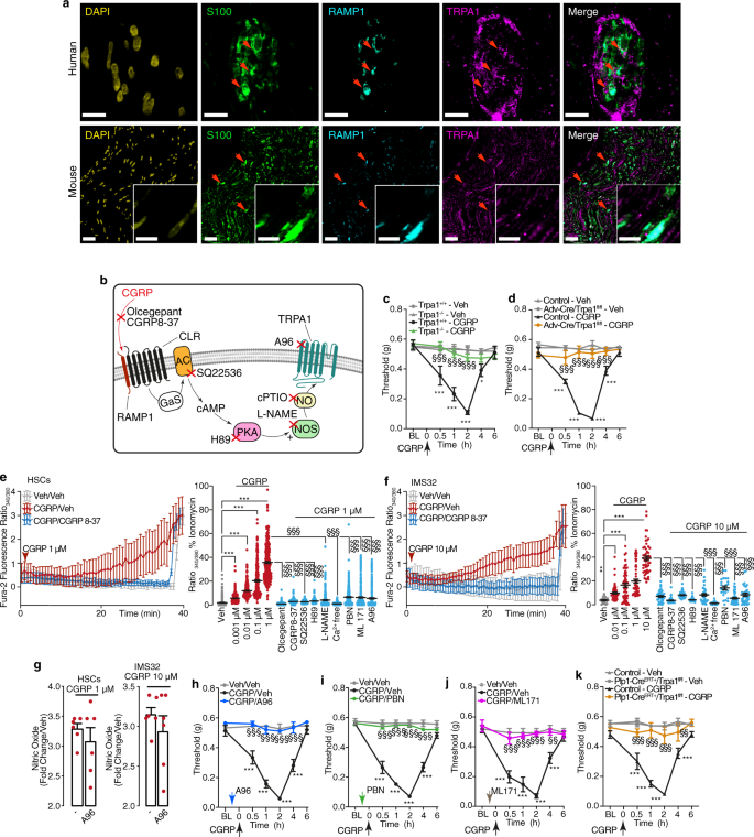 Fig. 7: CGRP induces ROS release via Schwann cell TRPA1 activation.