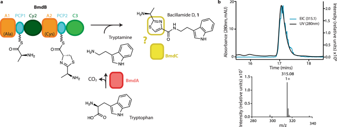 Fig. 1: Biosynthesis of bacillamide D.
