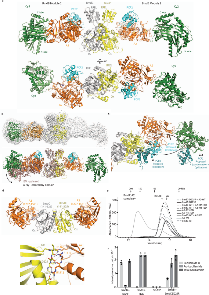 Fig. 4: Co-complex structures of BmdB module 2 and BmdC.