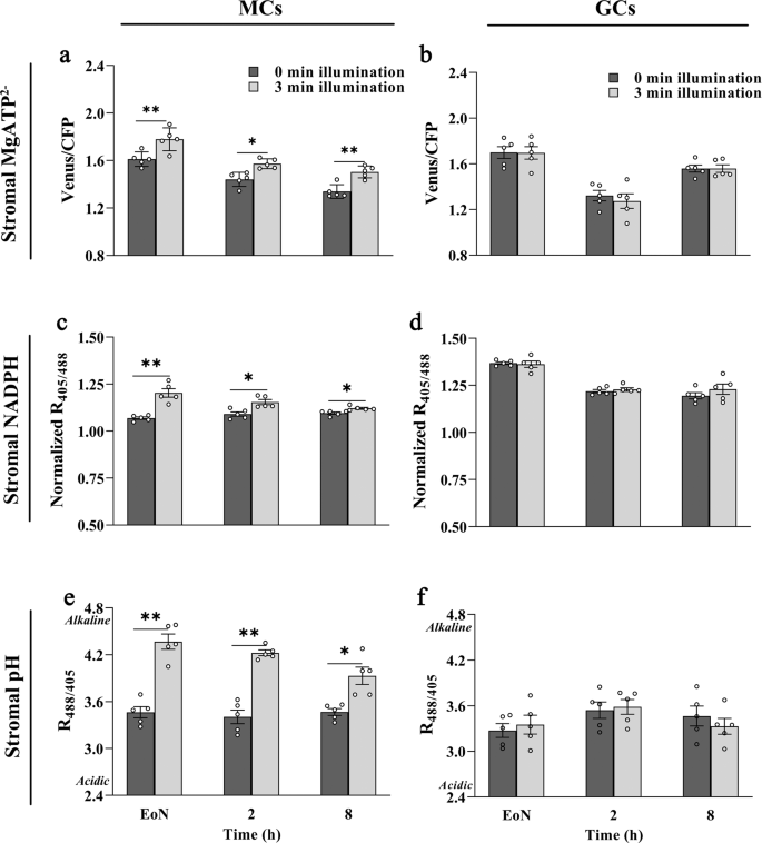 Fig. 1: Illumination induces detectable ATP and NADPH biosynthesis in mesophyll cell chloroplasts but not in guard cell chloroplasts.