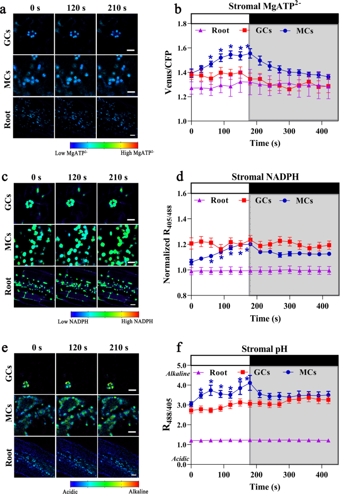 Fig. 2: Real-time light responses of stromal MgATP2–, NADPH and pH sensors in 21-day-old plants.
