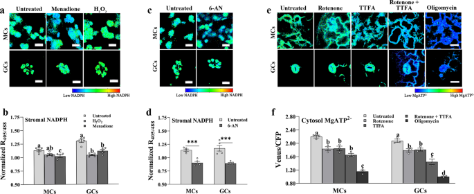 Fig. 3: Effects of various inhibitors on stromal NADPH and cytosolic ATP.