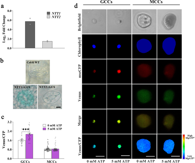 Fig. 4: Guard cell chloroplasts import ATP via the plastidial ATP/ADP translocator NTT1.