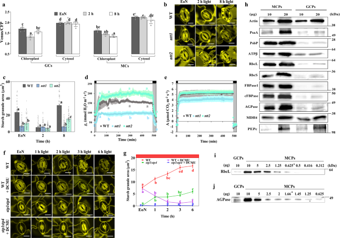 Fig. 5: NTT is important for GC starch synthesis and stomatal opening.