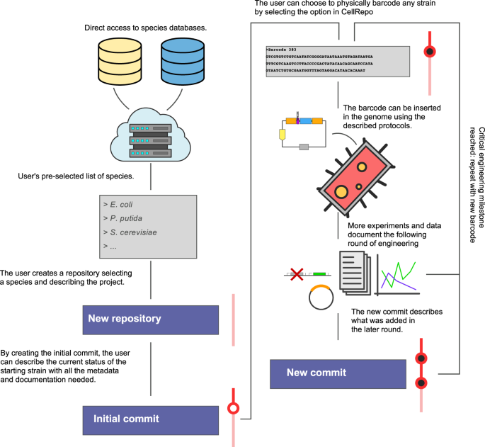 Fig. 4: CellRepo usage workflow.