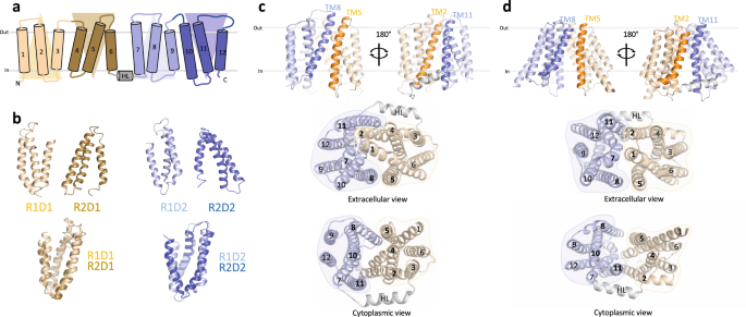 Fig. 1: Modeling of inward-facing LtaA.