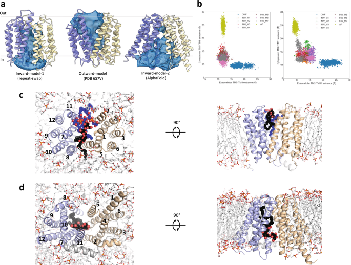 Fig. 3: Lateral openings facilitate access of glycolipids to the central translocation pathway.