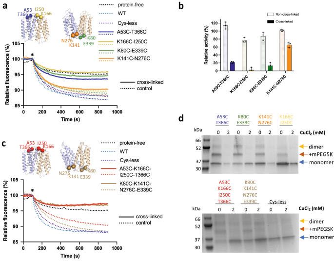 Fig. 4: Cycling through outward- and inward-facing conformations is essential for LtaA activity.