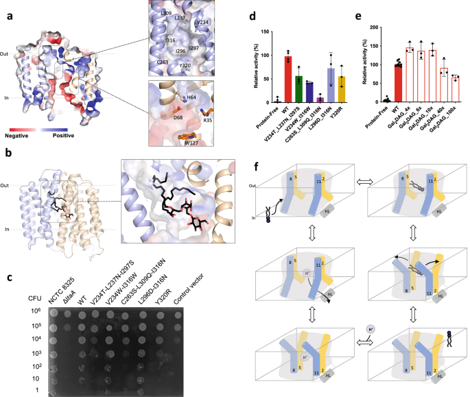 Fig. 5: Hydrophilic and hydrophobic cavities participate in “trap-and-flip” of lipids.