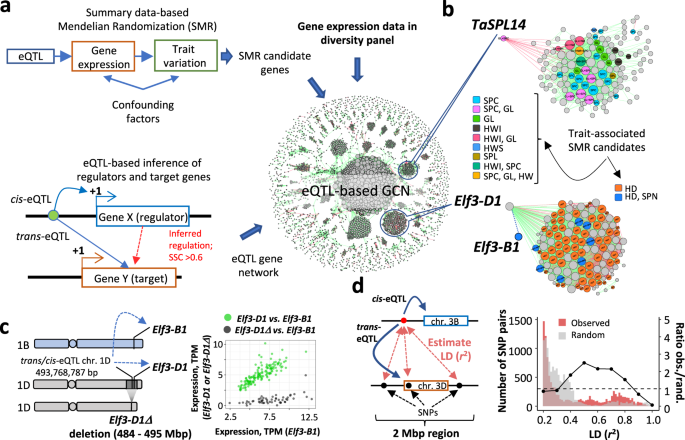 Fig. 5: Joint eQTL and GWAS analysis of agronomic traits in wheat.