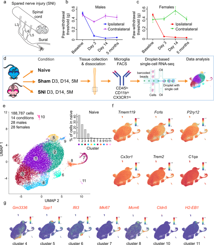 Fig. 1: Spinal cord microglia are present in several distinct subpopulations.