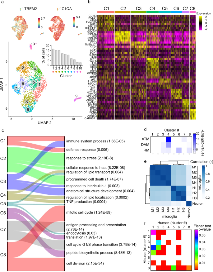 Fig. 6: scRNA-seq analysis of human spinal cord microglia.